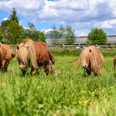 Der Wolkensteinbaer 호텔 브람베르크 암 빌트코겔